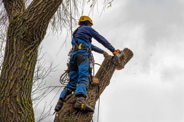 Best Emergency Tree Removal  in USA